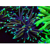 WYSIWYG Euphyllia glabrescens GLITTER GRAIL (Maricoltura acclimatata sotto LED) 8E5