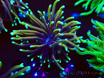 WYSIWYG Euphyllia glabrescens Nuclear Fusion (Maricultura aclimatada bajo LED) 8E6