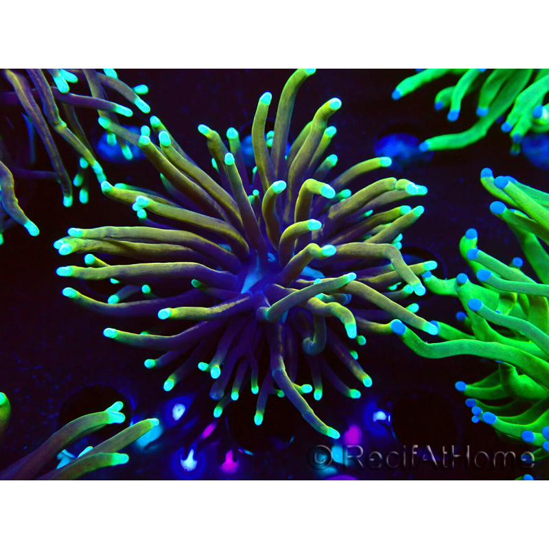 WYSIWYG Euphyllia glabrescens Nuclear Fusion (Maricoltura acclimatata sotto LED) 8E6