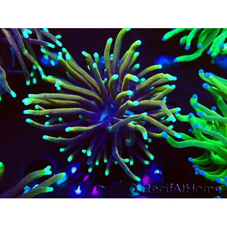WYSIWYG Euphyllia glabrescens Nuclear Fusion (Maricultura aclimatada bajo LED) 8E6