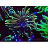 WYSIWYG Euphyllia glabrescens Nuclear Fusion (Maricoltura acclimatata sotto LED) 8E6