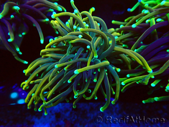 WYSIWYG Euphyllia glabrescens Super Bright (Mariculture acclimaté sous LED) 8N3