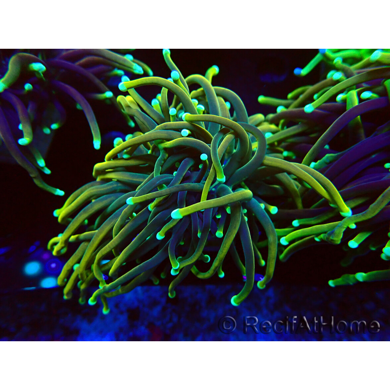 WYSIWYG Euphyllia glabrescens Super Bright (Mariculture acclimaté sous LED) 8E7