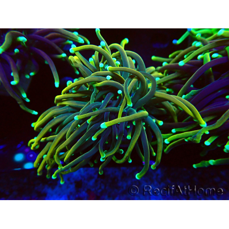 WYSIWYG Euphyllia glabrescens Super Bright (Mariculture acclimaté sous LED) 8E7