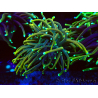 WYSIWYG Euphyllia glabrescens Super Bright (Mariculture acclimaté sous LED) 8E7