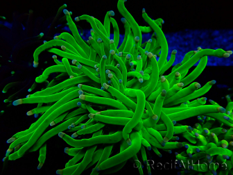 WYSIWYG Euphyllia glabrescens (Mariculture acclimaté sous LED) 8N4