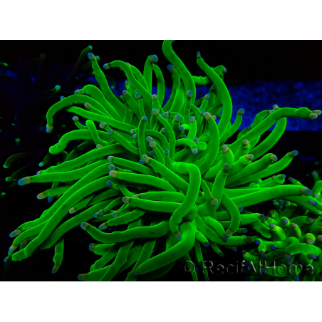 WYSIWYG Euphyllia glabrescens (Marikultur, akklimatisiert unter LED) 8N4
