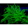 WYSIWYG Euphyllia glabrescens (Mariculture acclimaté sous LED) 8E8