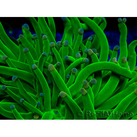 WYSIWYG Euphyllia glabrescens (Mariculture acclimated under LED) 8N4