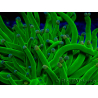 WYSIWYG Euphyllia glabrescens (Mariculture acclimaté sous LED) 8E8