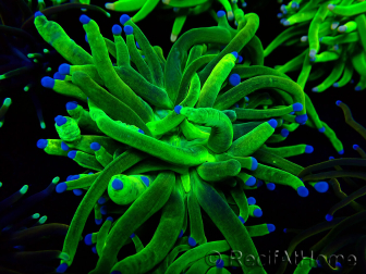 WYSIWYG Euphyllia glabrescens (Marikultur an LED-Licht gewöhnt) 8F1