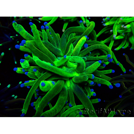 WYSIWYG Euphyllia glabrescens (Maricultura acclimatata sotto LED) 8F1