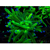 WYSIWYG Euphyllia glabrescens (Maricultura acclimatata sotto LED) 8F1