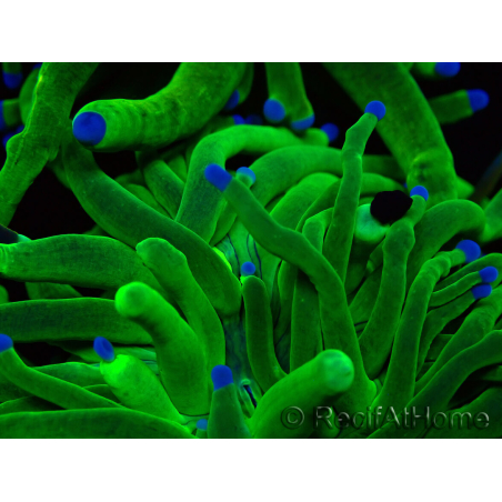 WYSIWYG Euphyllia glabrescens (Maricultura acclimatata sotto LED) 8F1