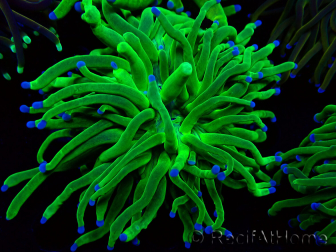 WYSIWYG Euphyllia glabrescens Super Bright (Maricoltura acclimatata sotto LED) 8F3