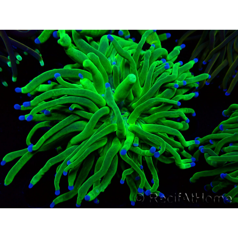 WYSIWYG Euphyllia glabrescens Super Bright (Maricoltura acclimatata sotto LED) 8F3