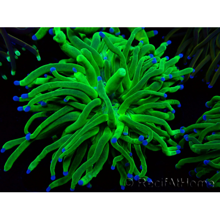 WYSIWYG Euphyllia glabrescens Super Bright (Marikultur akklimatisiert unter LED) 8F3