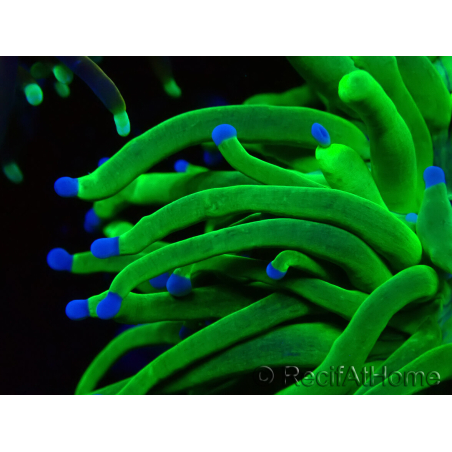 WYSIWYG Euphyllia glabrescens Super Bright (Mariculture acclimated under LED) 8F3