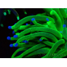 WYSIWYG Euphyllia glabrescens Super Bright (Mariculture acclimaté sous LED) 8F3