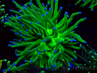 WYSIWYG Euphyllia glabrescens (Maricoltura acclimatata sotto LED) 8G2