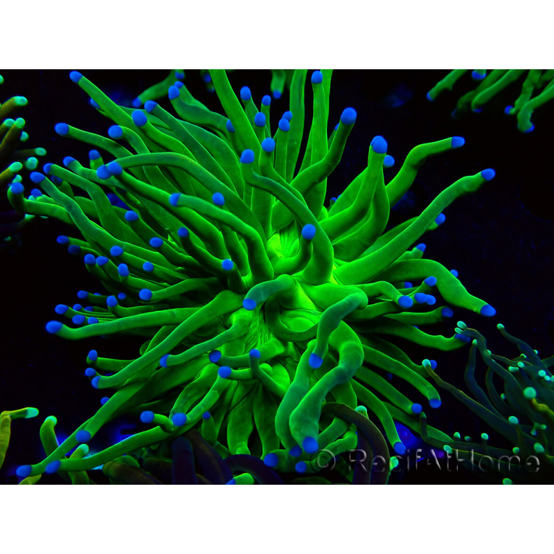 WYSIWYG Euphyllia glabrescens (Marikultur akklimatisiert unter LED) 8G2