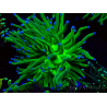 WYSIWYG Euphyllia glabrescens (Maricultura aclimatada bajo LED) 8G2