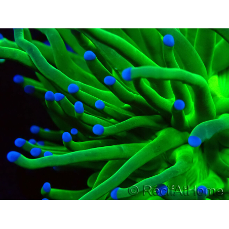WYSIWYG Euphyllia glabrescens (Marikultur akklimatisiert unter LED) 8G2