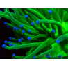 WYSIWYG Euphyllia glabrescens (Marikultur akklimatisiert unter LED) 8G2
