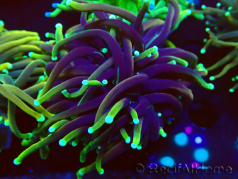 WYSIWYG Euphyllia glabrescens (Mariculture acclimaté sous LED) 8A7