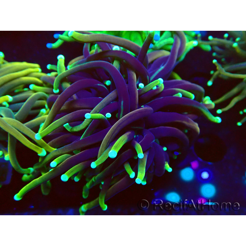 WYSIWYG Euphyllia glabrescens (Maricultura aclimatada bajo LED) 8A7