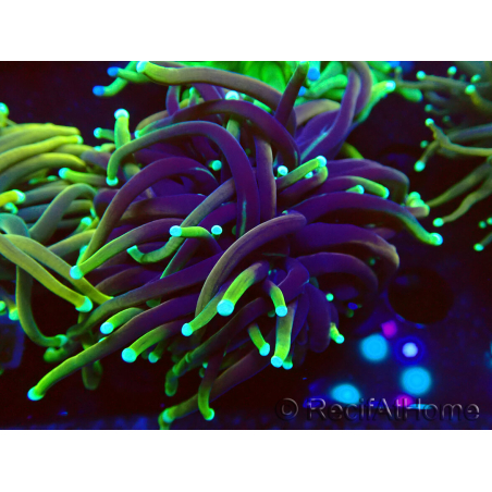 WYSIWYG Euphyllia glabrescens (Marikultur, akklimatisiert unter LED) 8A7