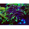 WYSIWYG Euphyllia glabrescens (Maricoltura acclimatata sotto LED) 8A7