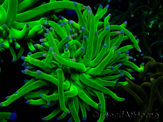 WYSIWYG Euphyllia glabrescens (Maricultura aclimatada bajo LED) 8H1