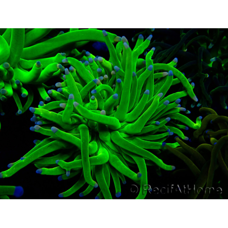 WYSIWYG Euphyllia glabrescens (Maricultura acclimatata sotto LED) 8H1