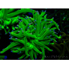 WYSIWYG Euphyllia glabrescens (Mariculture acclimaté sous LED) 8H1