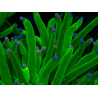 WYSIWYG Euphyllia glabrescens (Mariculture acclimated under LED) 8H1