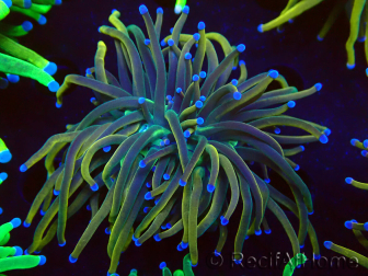 WYSIWYG Euphyllia glabrescens (Mariculture acclimated under LED) 8H2