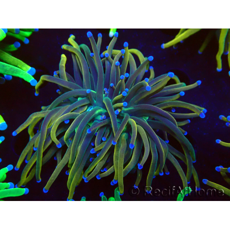 WYSIWYG Euphyllia glabrescens (Mariculture acclimaté sous LED) 8H2