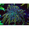 WYSIWYG Euphyllia glabrescens (Mariculture acclimated under LED) 8H2