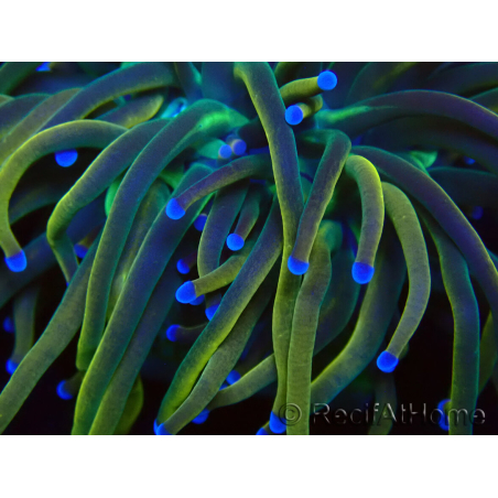 WYSIWYG Euphyllia glabrescens (Mariculture acclimated under LED) 8H2