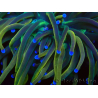 WYSIWYG Euphyllia glabrescens (Mariculture acclimaté sous LED) 8H2