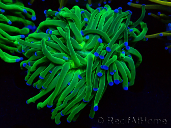 WYSIWYG Euphyllia glabrescens (Mariculture acclimaté sous LED) 8H3