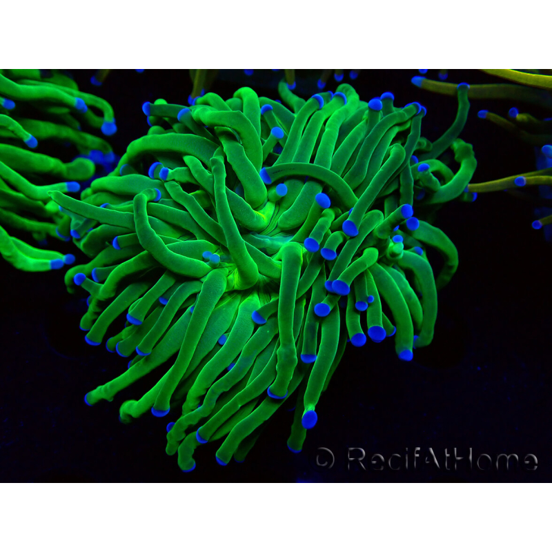 WYSIWYG Euphyllia glabrescens (Mariculture acclimated under LED) 8H3
