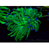 WYSIWYG Euphyllia glabrescens (Marikultiviert und an LED angepasst) 8H3
