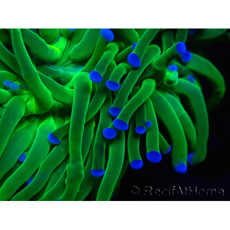 WYSIWYG Euphyllia glabrescens (Mariculture acclimaté sous LED) 8H3