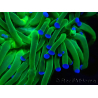 WYSIWYG Euphyllia glabrescens (Mariculture acclimated under LED) 8H3