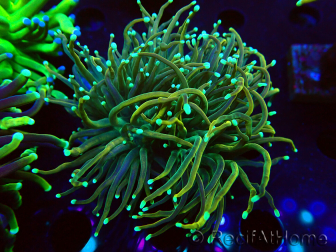 WYSIWYG Euphyllia glabrescens (Mariculture acclimaté sous LED) 8H6