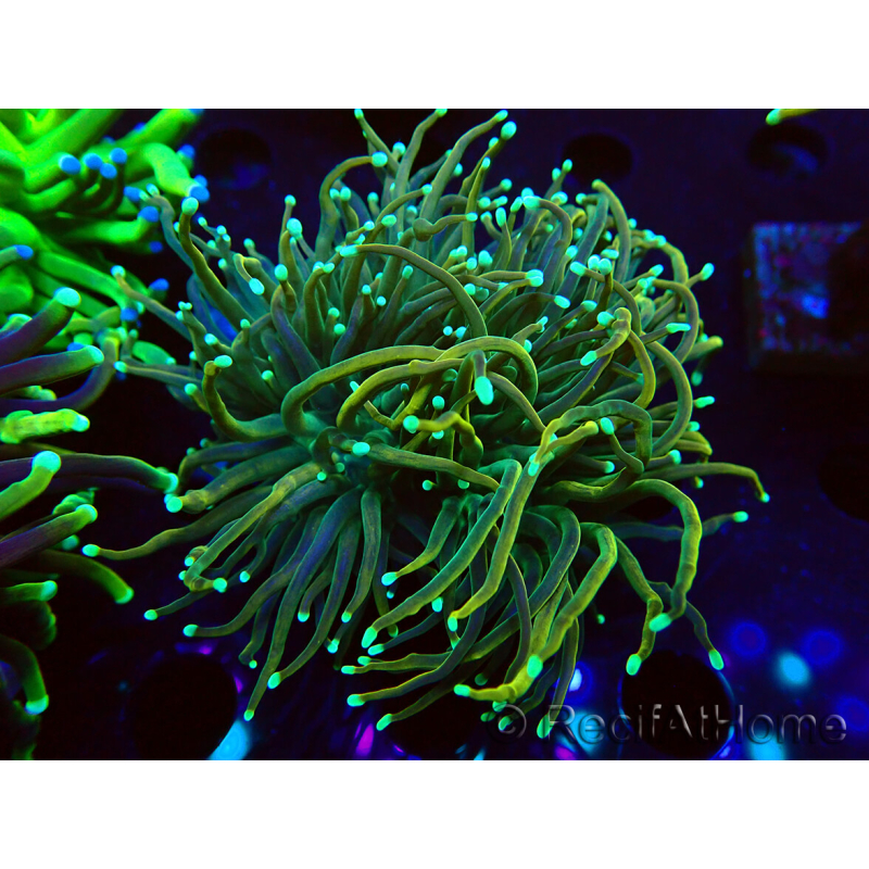 WYSIWYG Euphyllia glabrescens (Mariculture acclimaté sous LED) 8H6