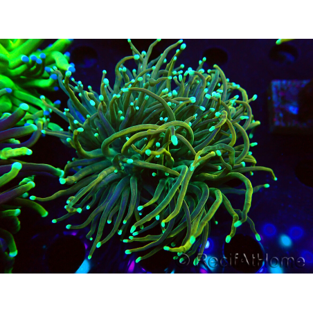 WYSIWYG Euphyllia glabrescens (Mariculture acclimated under LED) 8H6