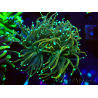 WYSIWYG Euphyllia glabrescens (Mariculture acclimated under LED) 8H6